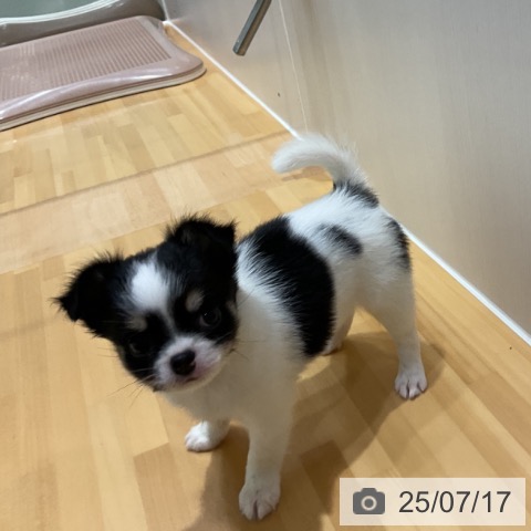 チワワの写真