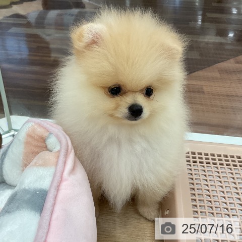 ポメラニアンの写真
