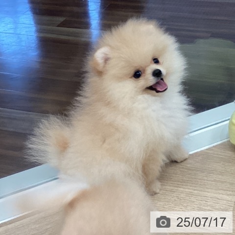 ポメラニアンの写真