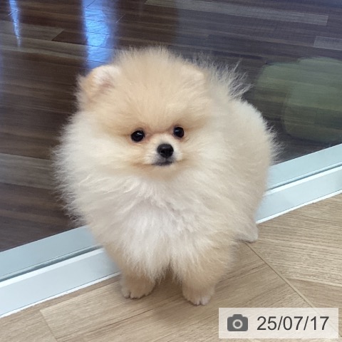 ポメラニアンの写真