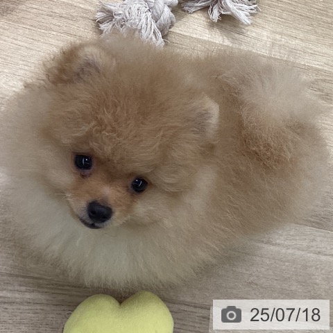 ポメラニアンの写真