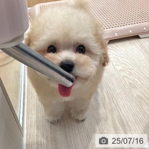 トイ・プードルの写真