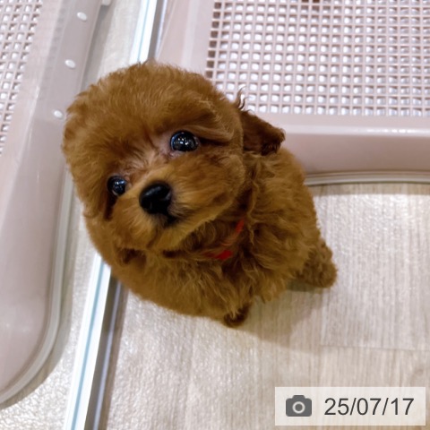 トイ・プードルの写真