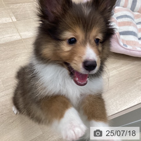 シェットランド・シープドッグの写真