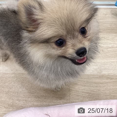 ポメラニアンの写真