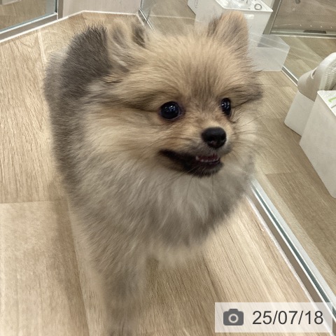 ポメラニアンの写真