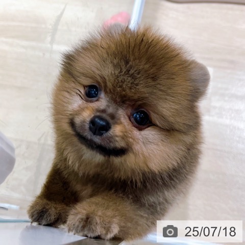 ポメラニアンの写真
