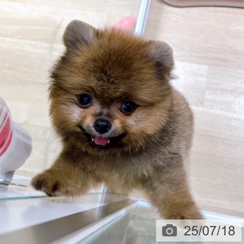 ポメラニアンの写真