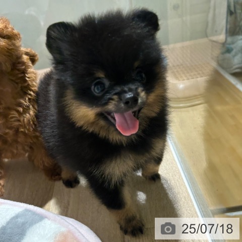 ポメラニアンの写真