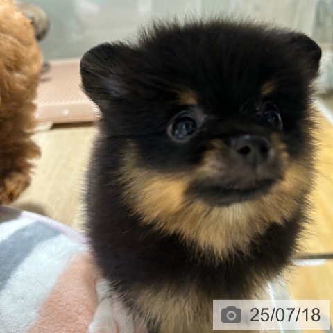 ポメラニアンの写真