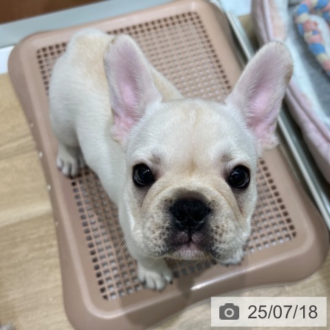 フレンチ・ブルドッグの写真