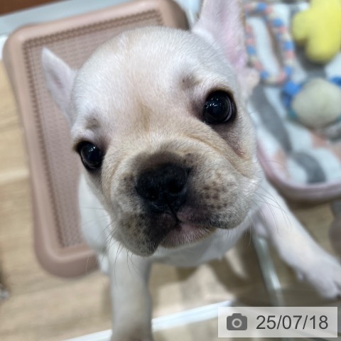 フレンチ・ブルドッグの写真