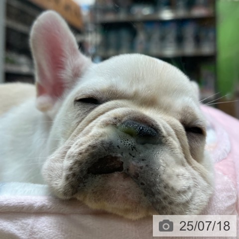 フレンチ・ブルドッグの写真