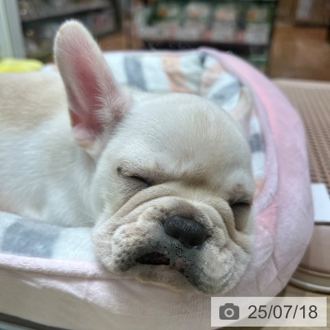 フレンチ・ブルドッグの写真