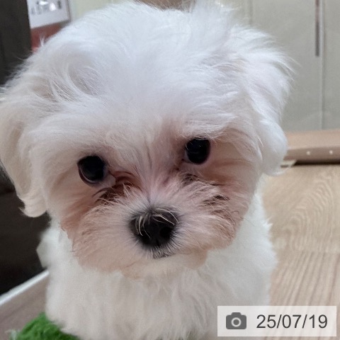 マルチーズの写真