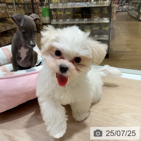 マルチーズの写真