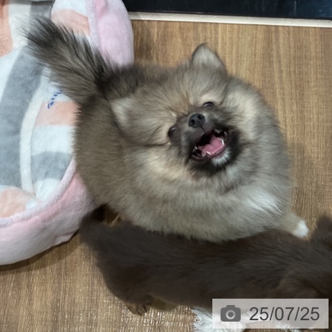 ポメラニアンの写真