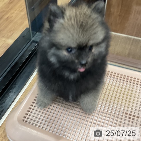 ポメラニアンの写真