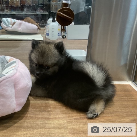 ポメラニアンの写真