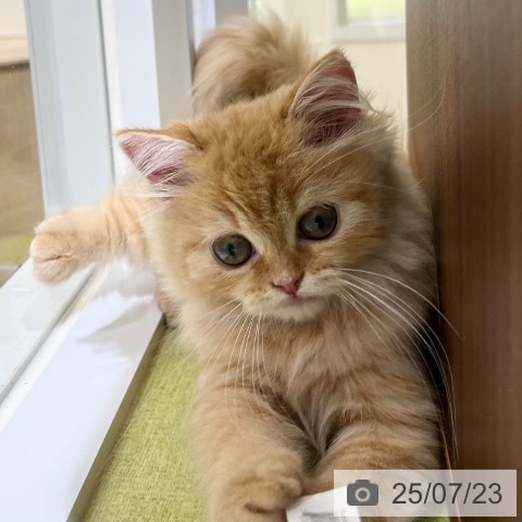 ラガマフィンの写真