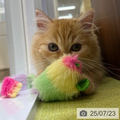 ラガマフィンの写真