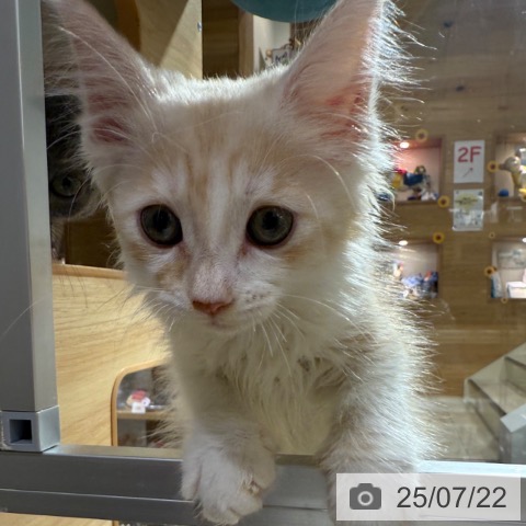 ノルウェージャンフォレストキャットの写真