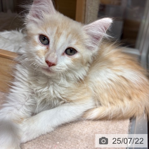 ノルウェージャンフォレストキャットの写真