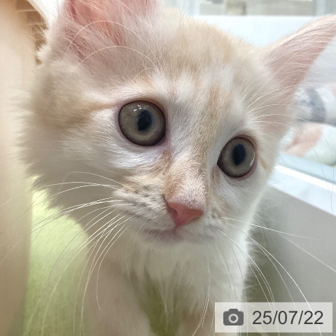ノルウェージャンフォレストキャットの写真