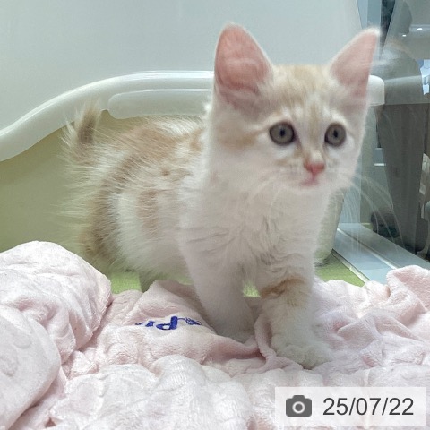 ノルウェージャンフォレストキャットの写真