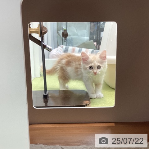 ノルウェージャンフォレストキャットの写真