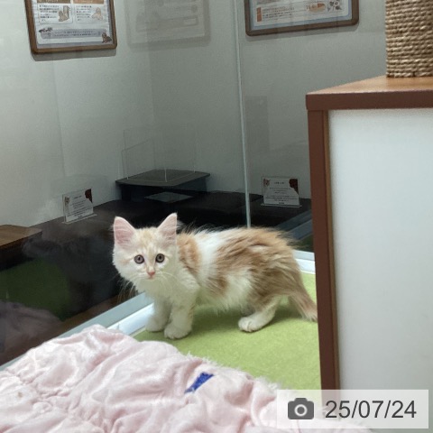 ノルウェージャンフォレストキャットの写真