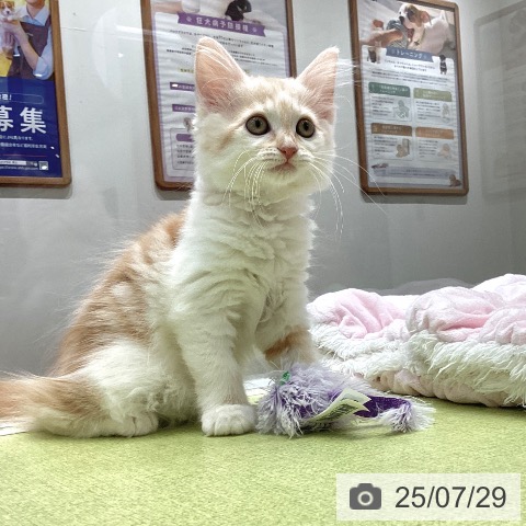ノルウェージャンフォレストキャットの写真