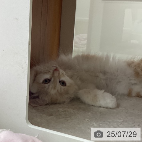 ノルウェージャンフォレストキャットの写真