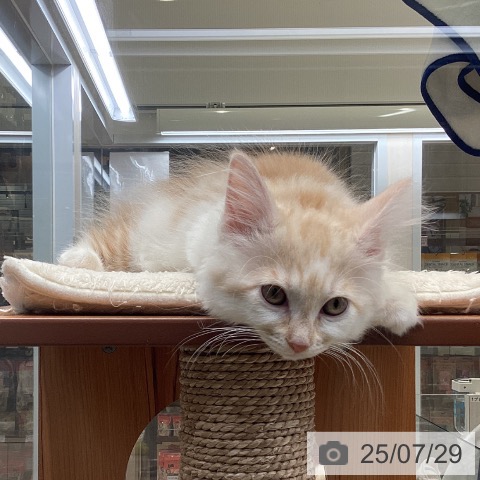 ノルウェージャンフォレストキャットの写真