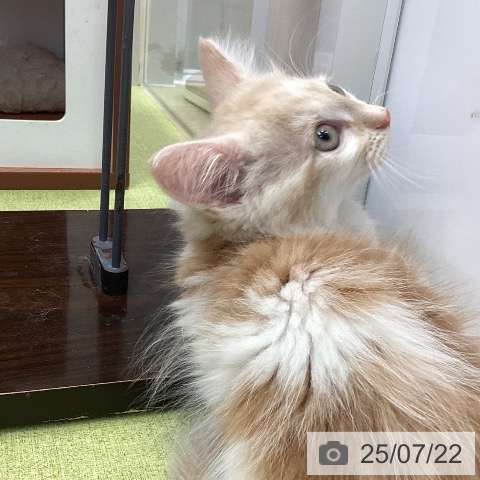 ノルウェージャンフォレストキャットの写真