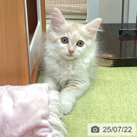 ノルウェージャンフォレストキャットの写真