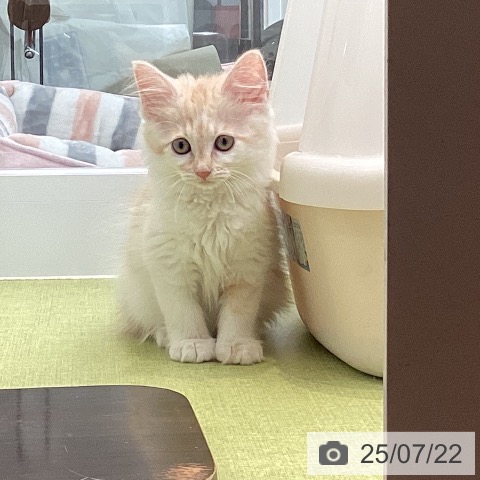 ノルウェージャンフォレストキャットの写真