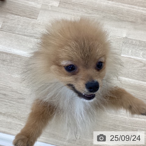 ポメラニアンの写真