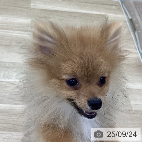 ポメラニアンの写真