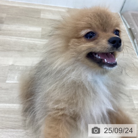 ポメラニアンの写真