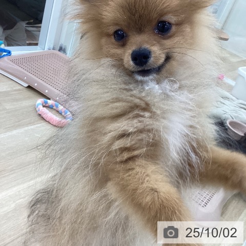 ポメラニアンの写真