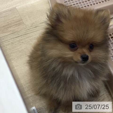 ポメラニアンの写真