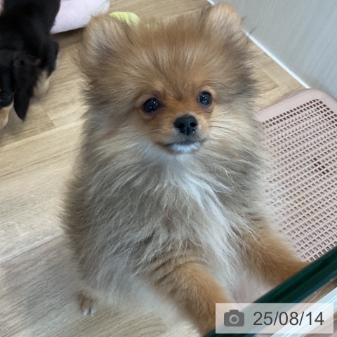 ポメラニアンの写真