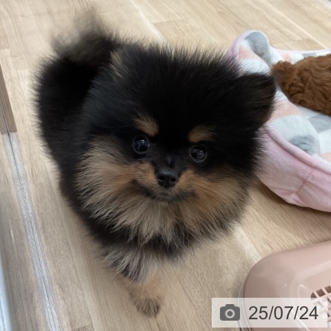 ポメラニアンの写真