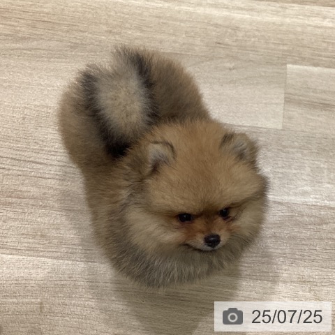 ポメラニアンの写真