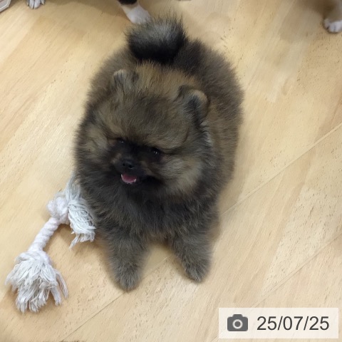 ポメラニアンの写真