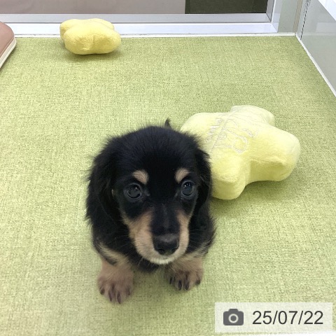 カニーンヘン・ダックスフンドの写真