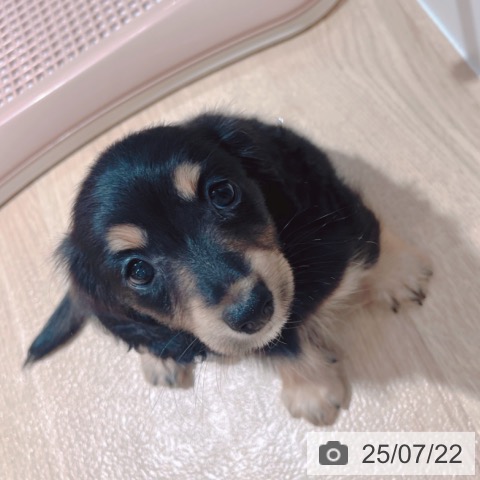 カニーンヘン・ダックスフンドの写真