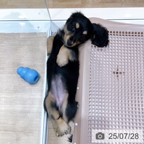 カニーンヘン・ダックスフンドの写真