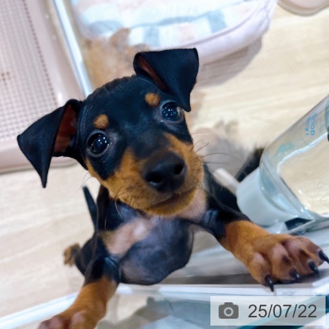 ミニチュア・ピンシャーの写真